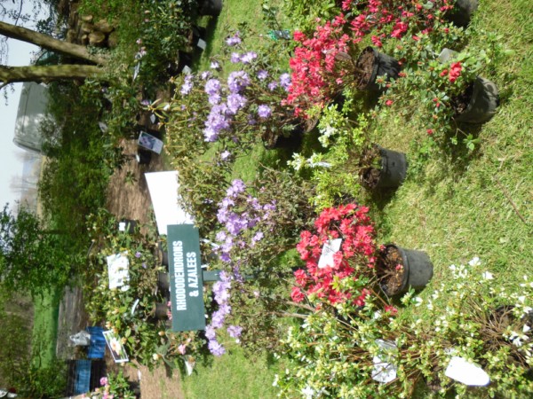 fleurs belgique 036.jpg