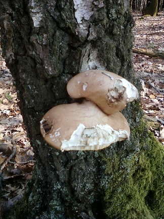 Polypore blanc.jpg