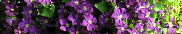 clematite.jpg