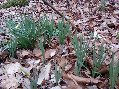 Jonquilles 2.jpg