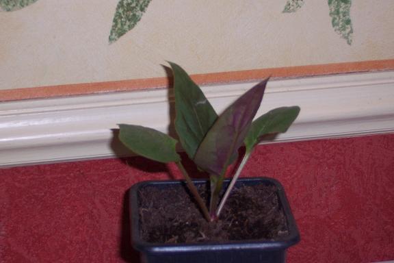 Photo 168.jpg