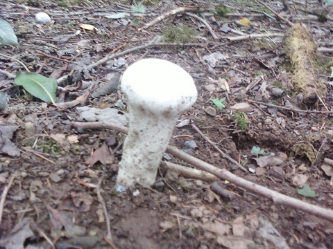 Vesce de loup periforme 26082010.jpg