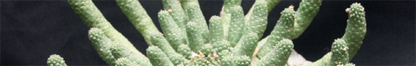cactus.jpg