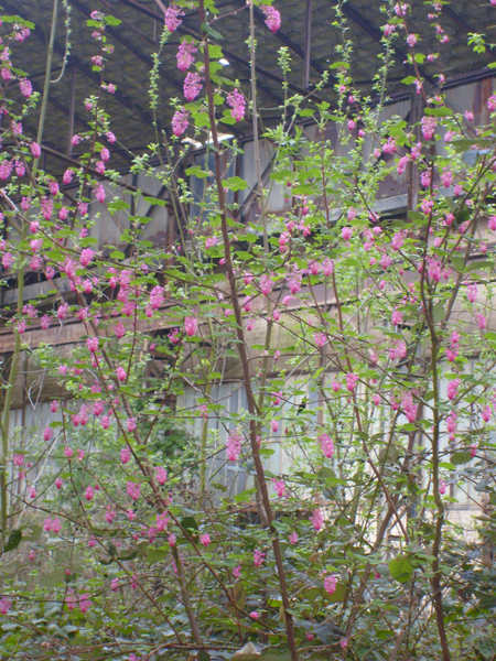 friche_01.jpg