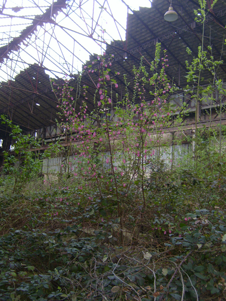 friche_02.jpg