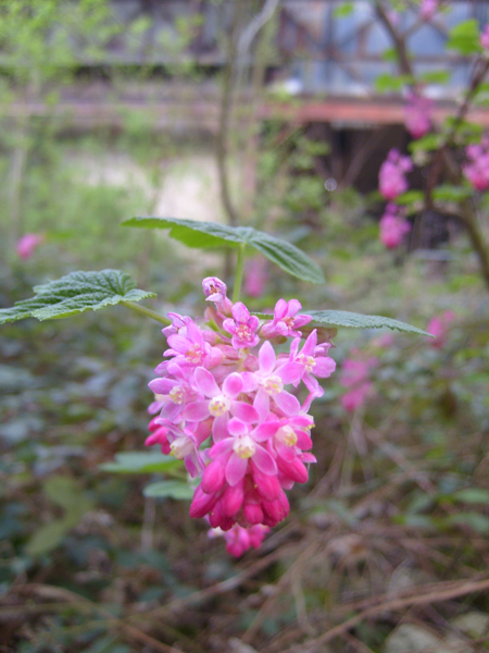 friche_03.jpg