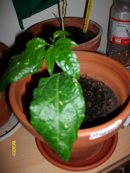 edulis.jpg