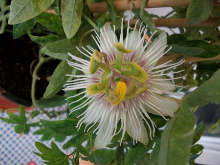 fleur pomié.jpg