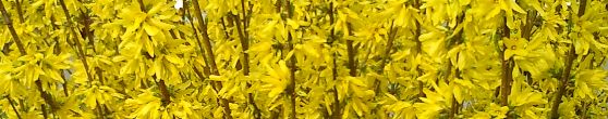 forsythia.JPG