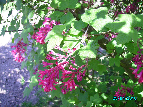 Ribes Sanguineum