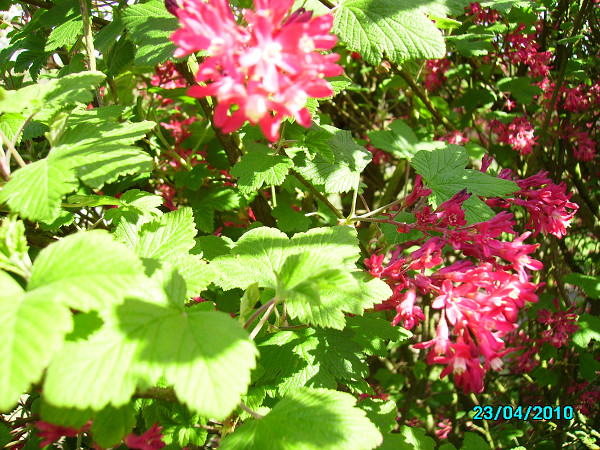 Ribes Sanguineum