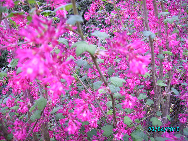 Ribes Sanguineum