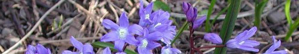 chionodoxa.JPG