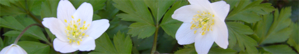 anemone.jpg
