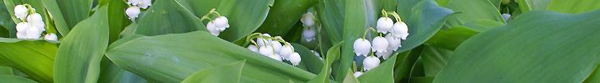 muguet.jpg