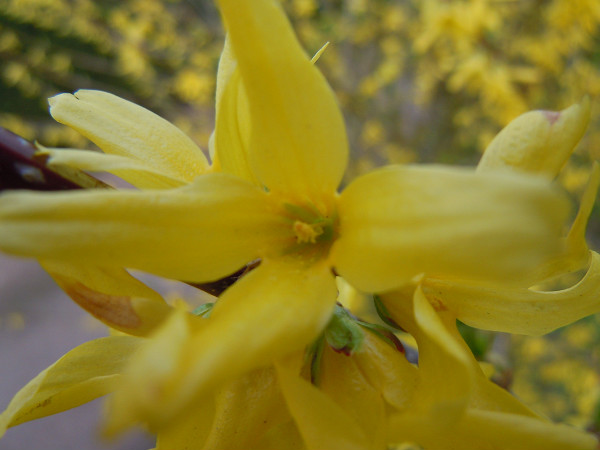 forsythia.jpg