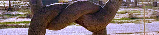 arbre_02.jpg