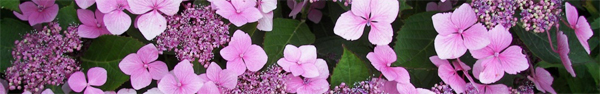hortensias.jpg