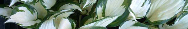 hosta.jpg