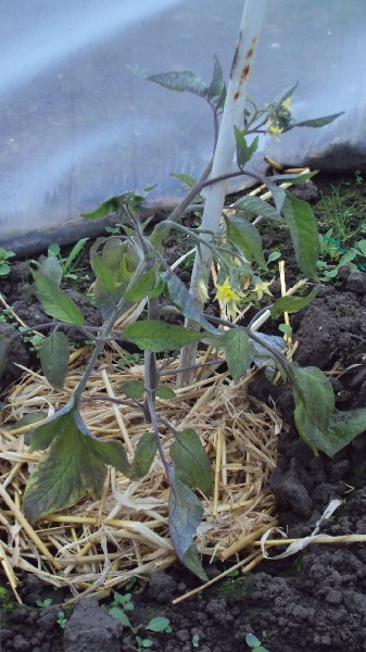 stupice_270410_2.JPG