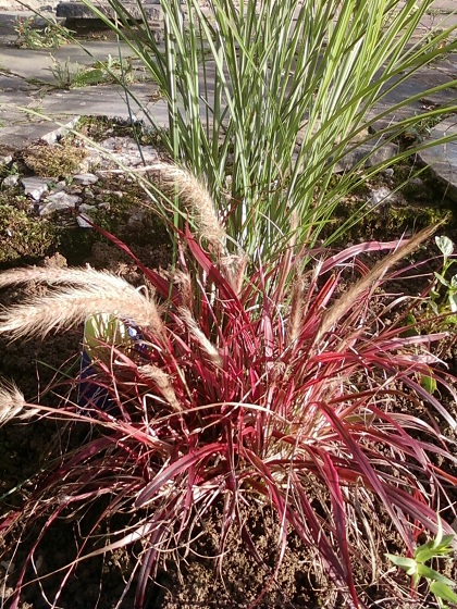 Pennisetum Fireworks.jpg