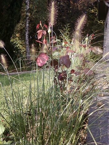 Miscanthus alopecuroide Hamein.jpg