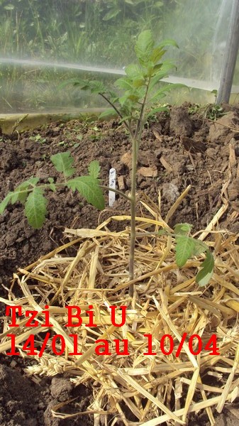 Tzi Bi U_1401_1004_serre_1.jpg
