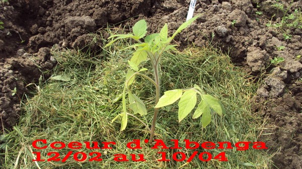 Coeur Albenga_1202_1004_serre.jpg