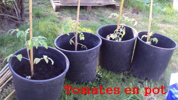 Tomates en pot_1004.jpg