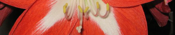 amaryllis.JPG
