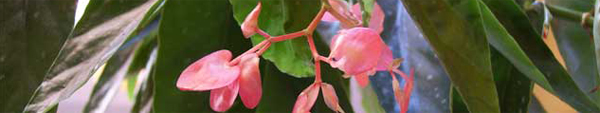 bambou_bégonia.jpg