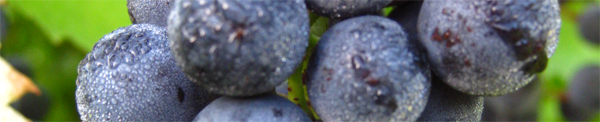 raisin_03.JPG