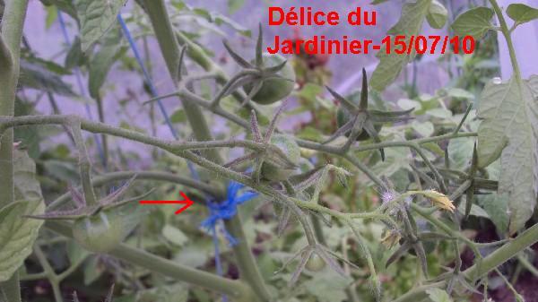 Délice du Jardinier_150710.JPG
