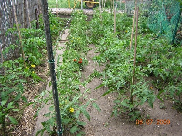 faittomate pleine terre.jpg