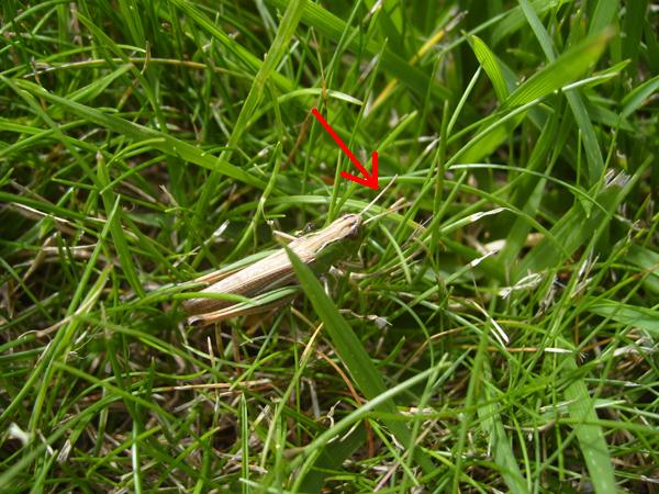 Un criquet (Omocestus viridulus ?)