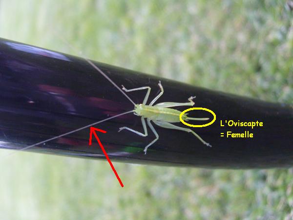 une Sauterelle juvénile (Conocephalus discolor)