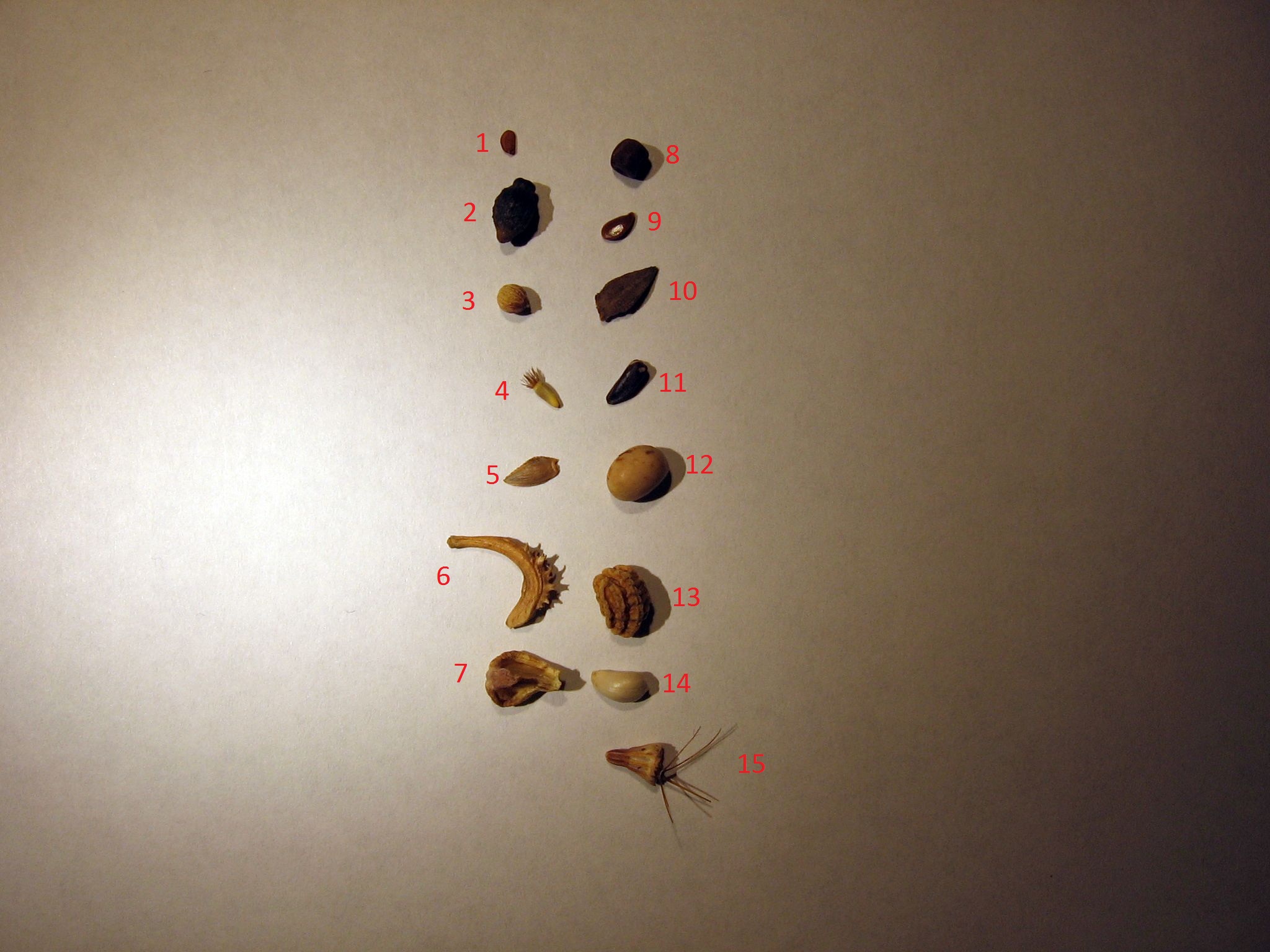 Graine De Fleur A Identifier Jardins Du Nord Forum Regional Site De Conseils En Jardinage Culture Potager Identification Faune Et Flore Association Jardins Du Nord