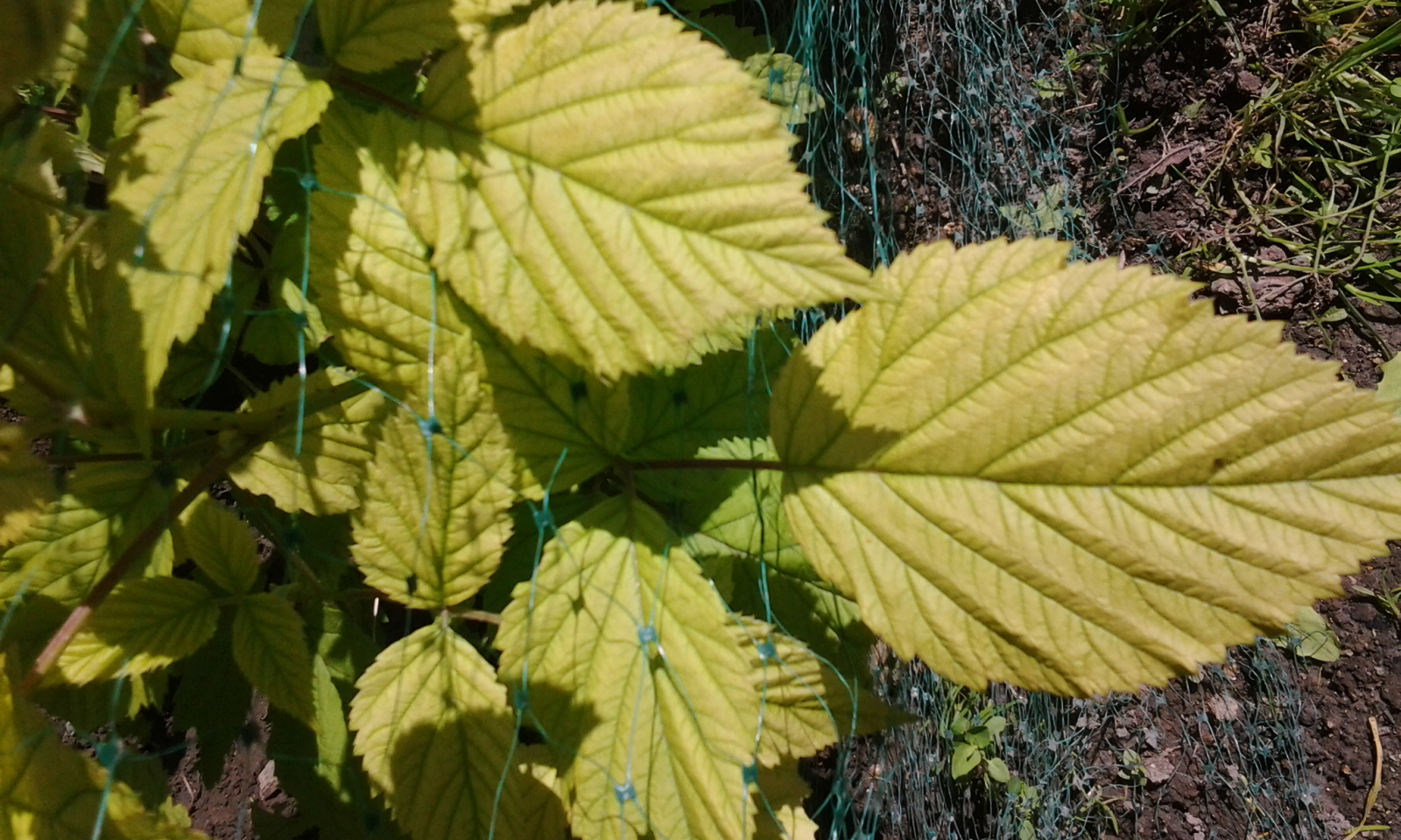 les feuilles mes framboisiers jaunissent (Chlorose) Jardins du Nord forum