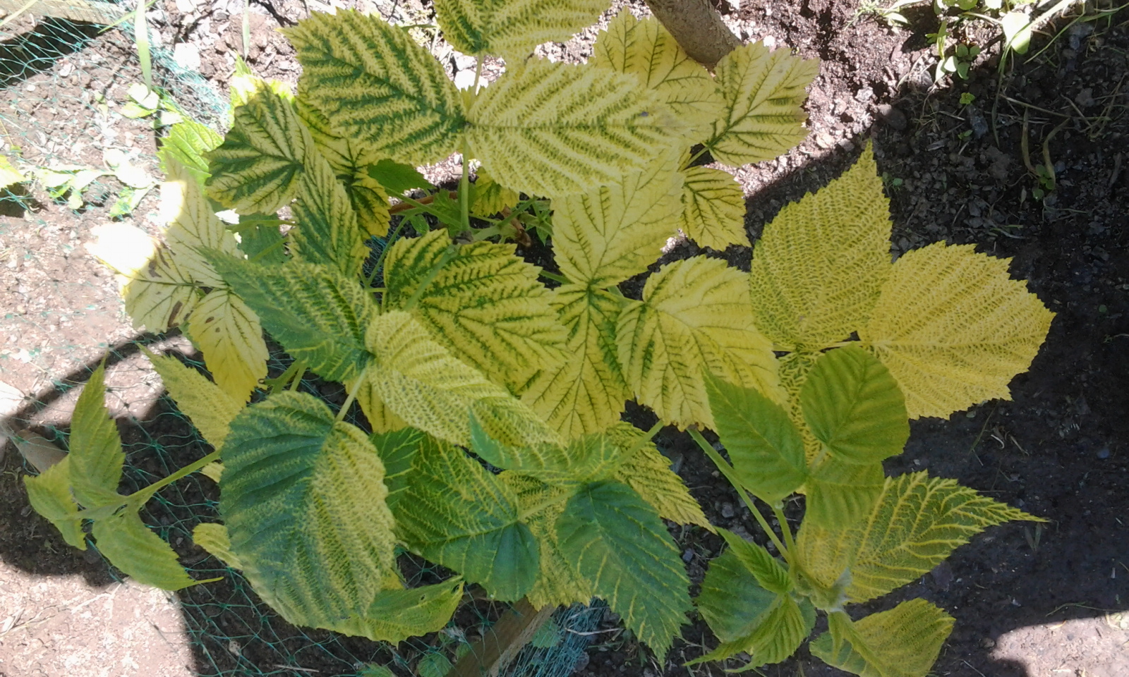 les feuilles mes framboisiers jaunissent (Chlorose) Jardins du Nord forum