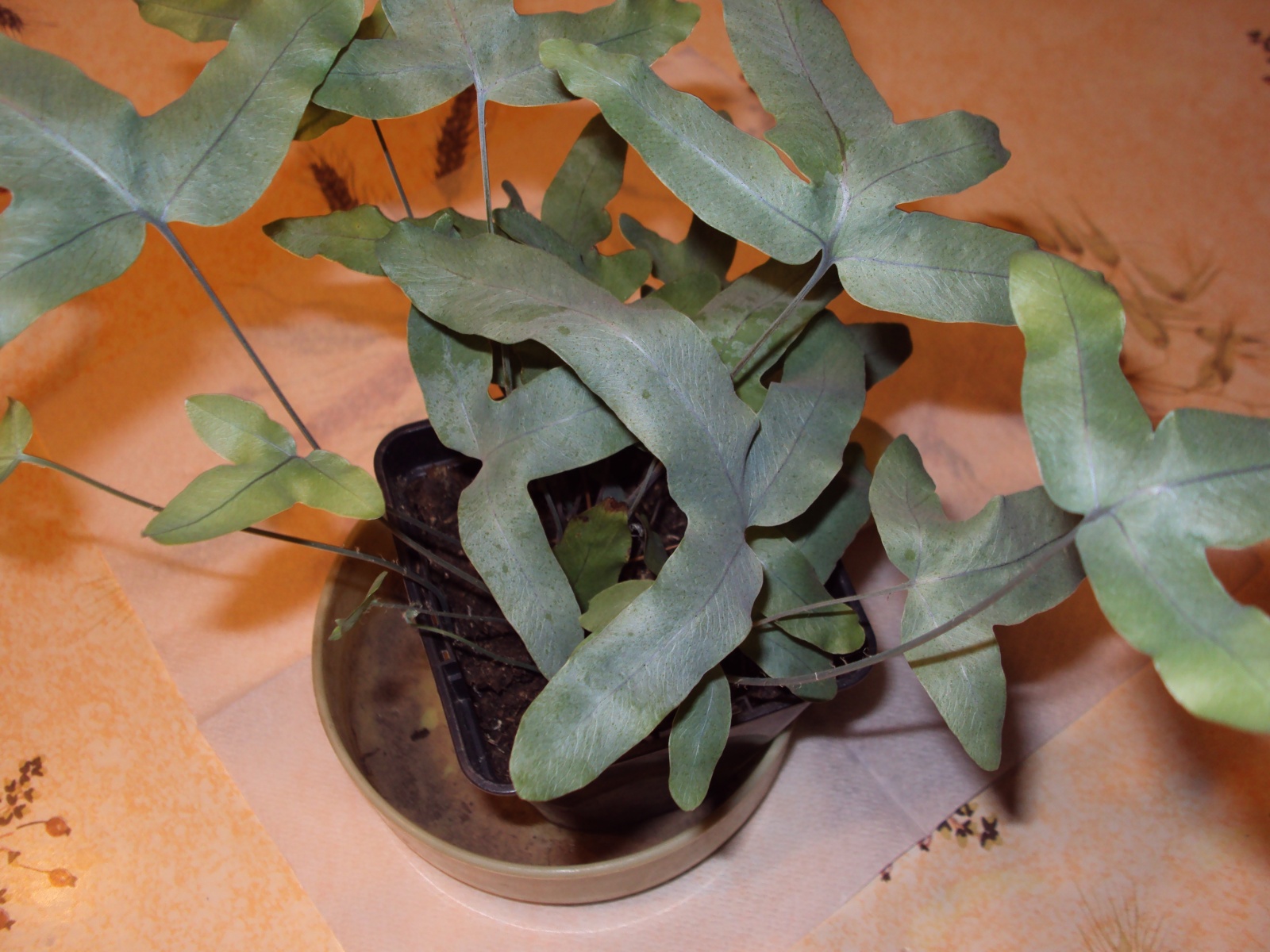 Phlebodium ' Blue Star' - Fougère de chêne - ↑ 25-30 cm - 12 cm