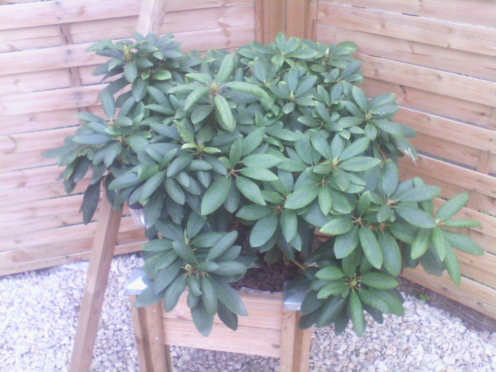Rhododendron en pleine terre ou pas - Jardins du Nord forum rgional site  de conseils en jardinage culture potager identification faune et flore,  association jardins-du-nord