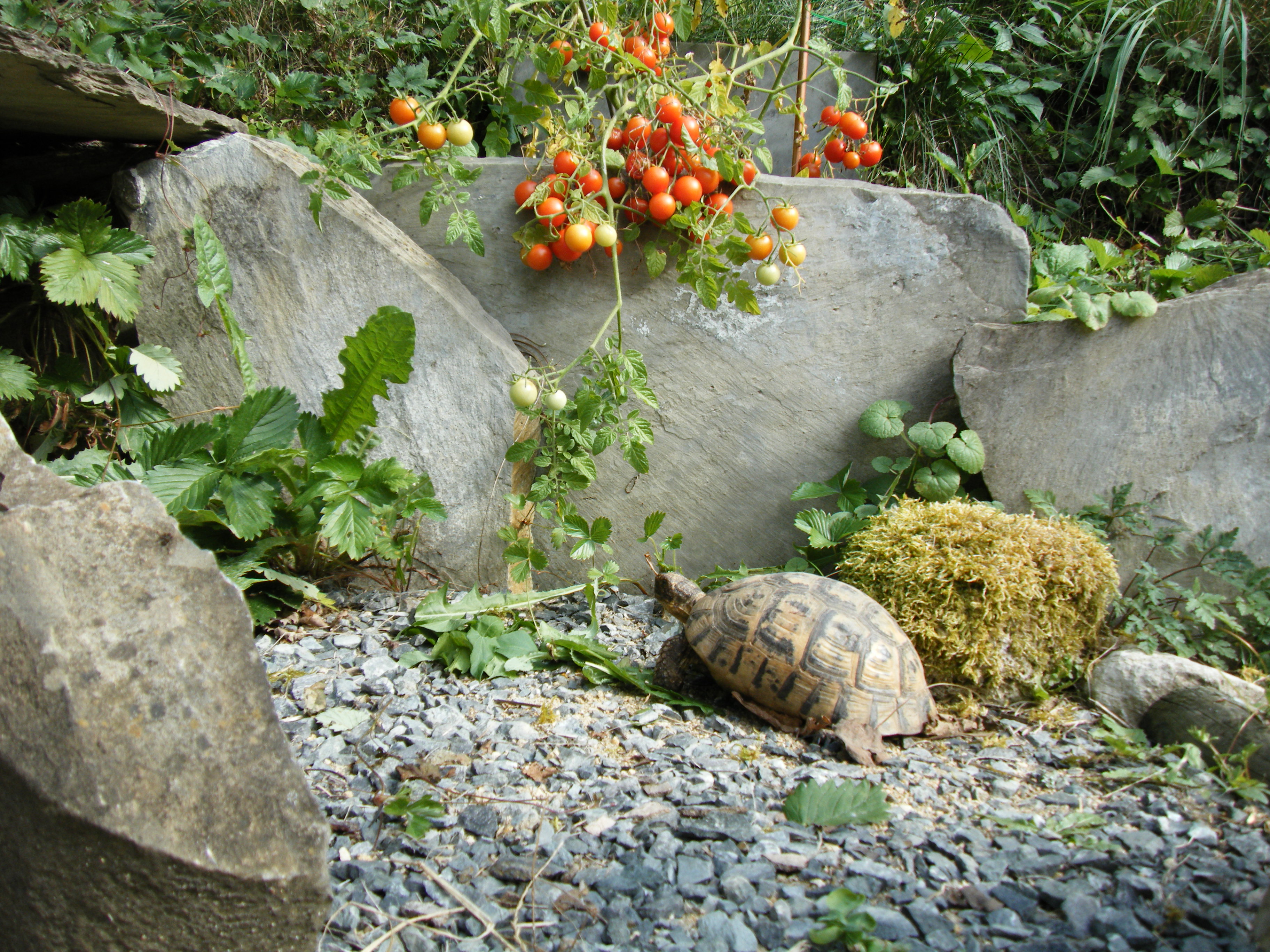 Est-ce Que Les Tortues Mangent Des Tomates